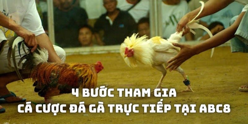 Cách tham gia cá cược đá gà trực tiếp tại ABC8