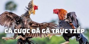 cá cược đá gà trực tiếp tại abc8