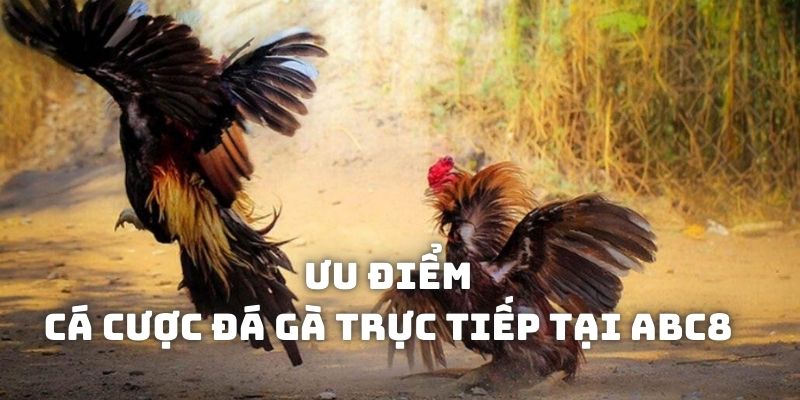 Lý do nên lựa chọn cá cược đá gà trực tiếp tại ABC8